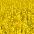 Green Fuels: Costly, Unpopular Green Fuels: Costly, Unpopular